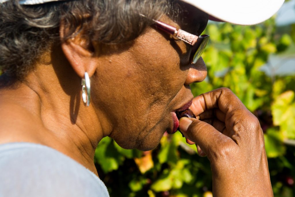 how-to-eat-a-muscadine-grape-north-carolina-muscadine-grape